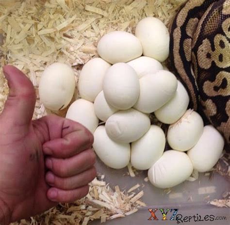 Ball Python Breeding and Egg Incubation Substrates by xyzReptiles