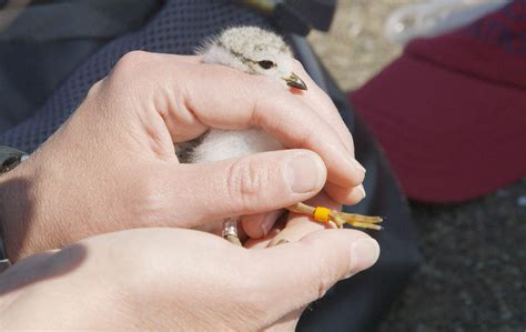 Nesting Piping Plovers | Audubon Pennsylvania