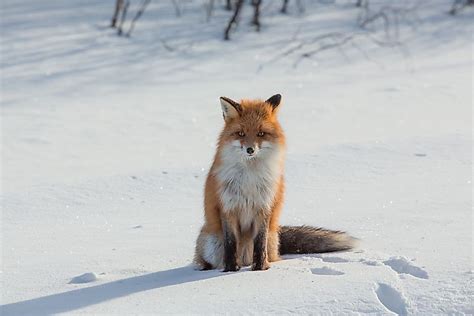 Animals Found in Finland - WorldAtlas.com