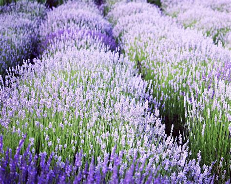 Lavender Blue Photograph by Lupen Grainne