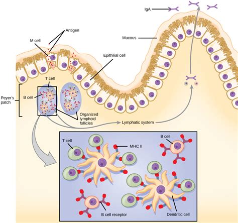 Schleimhautoberflächen und Immuntoleranz / Biologie für die Hauptfächer ...