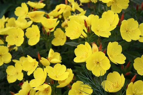 Oenothera fruticosa (Sundrops)