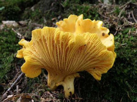 Cantharellus cibarius, Chanterelle mushroom