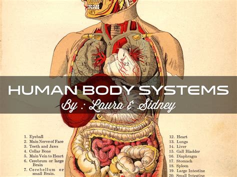 Human Body System by Sidney Critchley