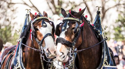 Get your picture with a Budweiser Clydesdale this summer