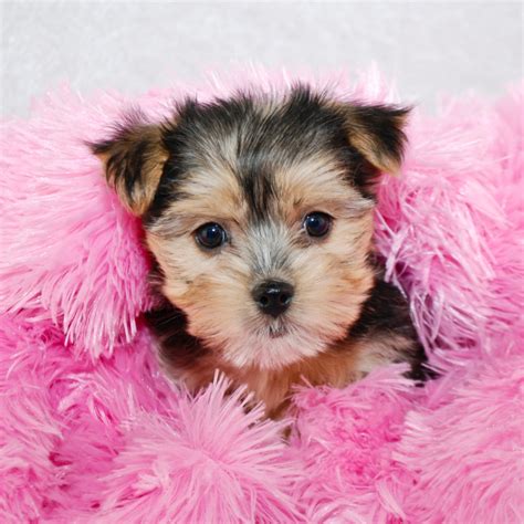 Morkie Size Chart: How Big Does A Morkie Get? - Puppy Weight Calculator