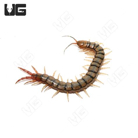 Egyptian Rainbow Centipedes For Sale - Underground Reptiles