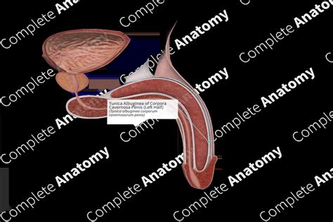 Tunica Albuginea of Corpora Cavernosa Penis (Left Half) | Complete Anatomy