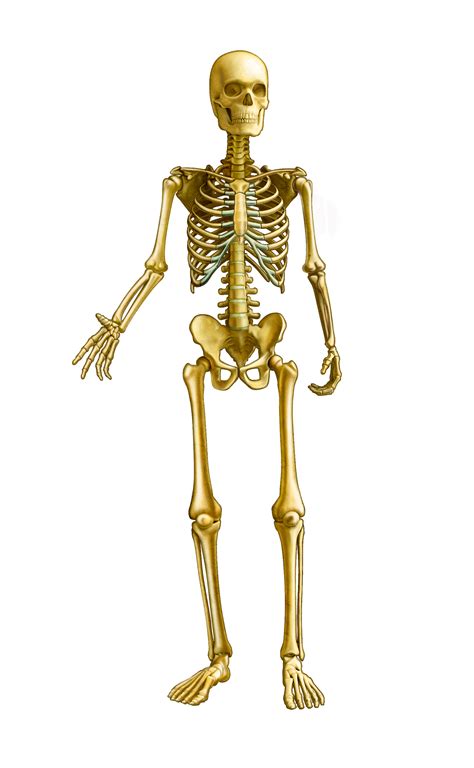 skeletal system for kids - ModernHeal.com