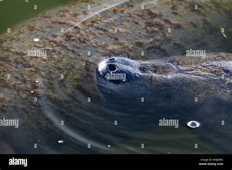 Florida Manatee Calf Plays Near Its Mother Stock Photo - Alamy