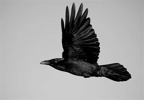 Royalty Free Raven Flying Pictures, Images and Stock Photos - iStock