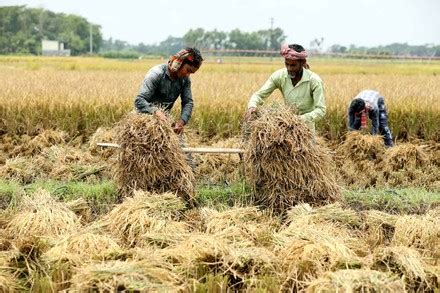 2,000 Paddy harvesting Stock Pictures, Editorial Images and Stock ...