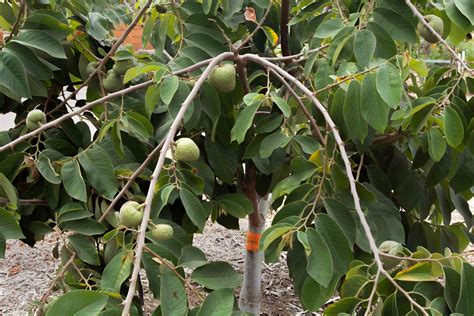 How to Grow and Care for the Cherimoya Tree