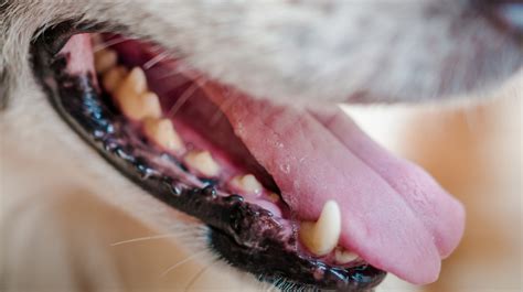 Pictures Of Melanoma On Dogs Lips | Lipstutorial.org