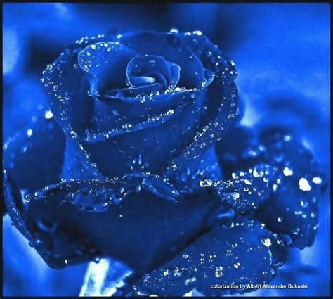 Blue rose Rare Roses, Rare Flowers, Most Beautiful Flowers, Pretty Flowers, Flowers Bouquet ...