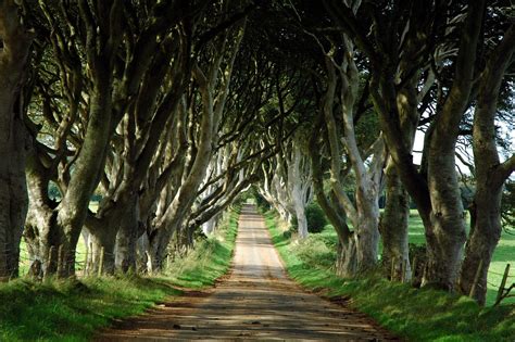 Travel Trip Journey : “The Dark Hedges” A Magical Tree Lined Road in ...