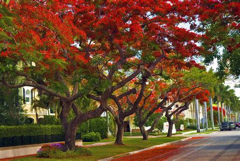 Royal Poinciana Trees Blooming in South Florida Photograph by Ginger Wakem - Pixels