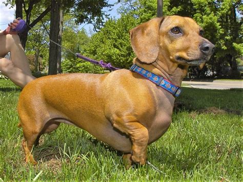 Add a wiener dog to this vacation rental for just $5 per day - mlive.com