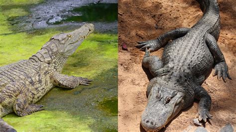 What Is The Difference Between A Crocodile And An Alligator? - Online Field Guide