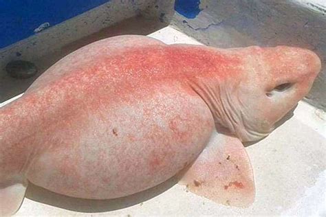 The latest 'alien sea monster'' is just an inflated swell shark | sharks | Earth Touch News