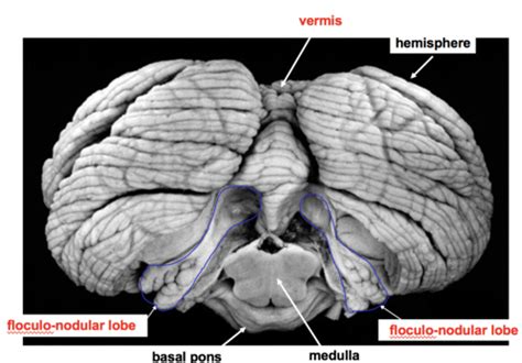 Cerebellum + Basal Ganglia Flashcards | Quizlet