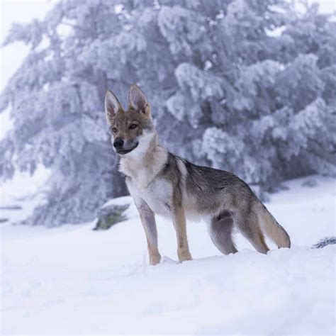 Coyote Dog Mix Breed Information - What Is A Coydog? - Your Dog Advisor