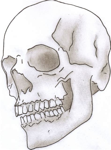 skull drawing - Google Search | 100 Things Drawing Challenge | Pinterest | Skull drawings ...