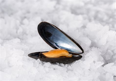 Blue Mussels | Barry Group Inc