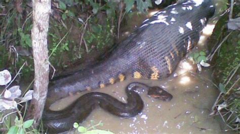 Impressive Images of an Anaconda Swallowing Its Prey (Video)