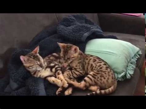 Sleepy Bengal Kittens Enjoy nap Time Together