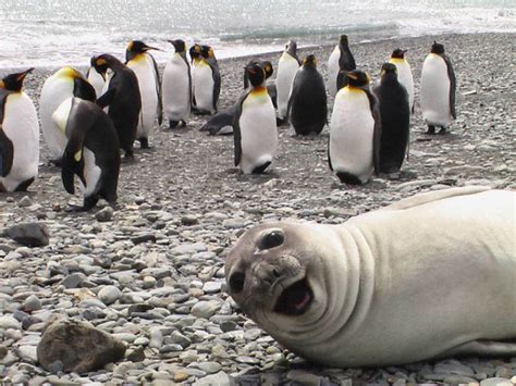 30 Amusing Photos Of Seals Who Can’t Contain Their Laughter | Bored Panda