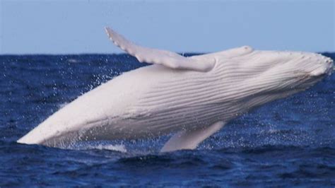 Rare Albino Whale Spotted In Australia, Rumored To Be The Infamous Migaloo