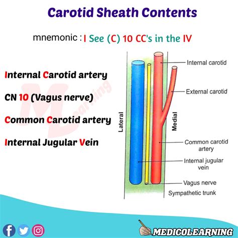 Carotid Sheath Content Mnemonic – MedicoLearning