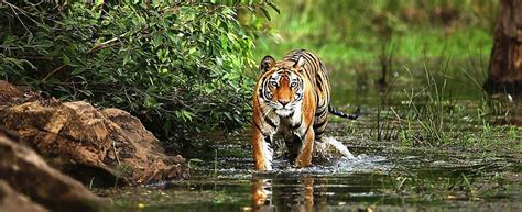 5 Best Wildlife Sanctuaries & National Parks in Madhya Pradesh