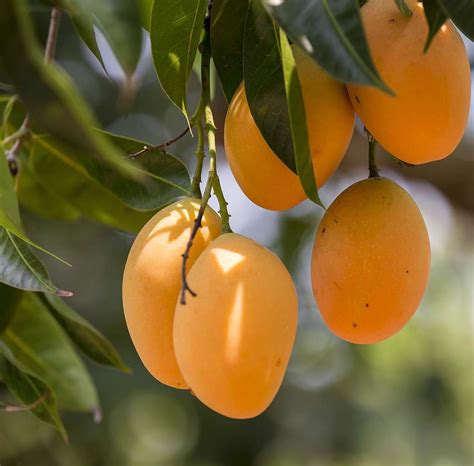 Buy Live Plant - Dwarf Alphonso mango King Of Mango - Grafted and Hybrid Variety Online @ ₹999 ...