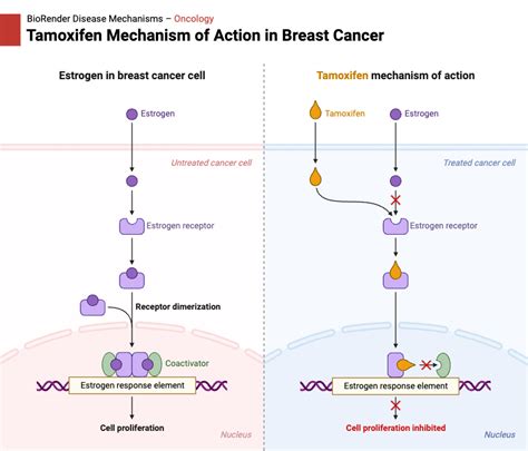 Tamoxifen Mechanism of Action in Breast Cancer | BioRender Science ...