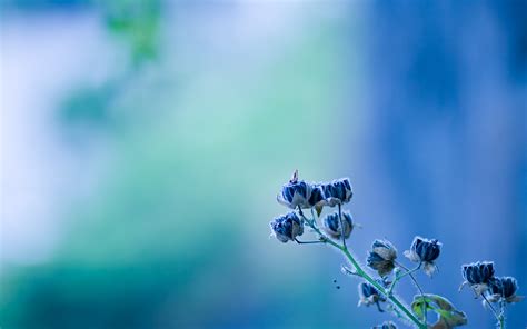 Beautiful blue spring flowers - HD wallpaper