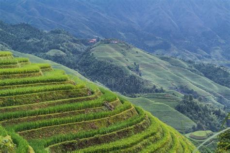 The Sunrise Of Longji Rice Terraces, Guangxi Province, China Stock Photo - Image of environment ...