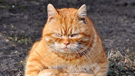 'Desperate' Oklahoma mom's plea for orange Garfield-like cat to borrow ...