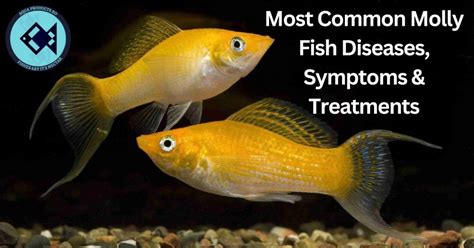 Molly Fish Diseases, Symptoms, Treatments | Aqua Products BD