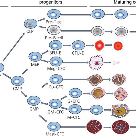 Diagram of hematopoietic stem cell differentiation and development ...