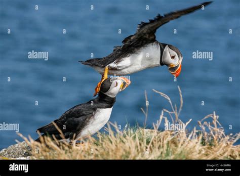 Puffin in Newfoundland, Canada Stock Photo - Alamy