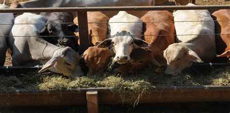 Live animal exports and Australian politics – more than a case of ...