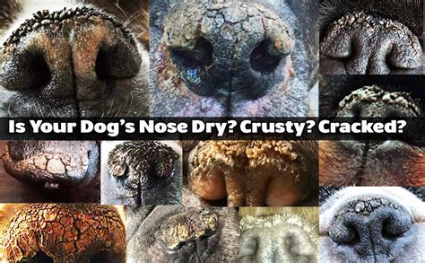 The Blissful Dog Dry Dog Nose Info | A Bit Dry To Nasal Hyperkeratosis