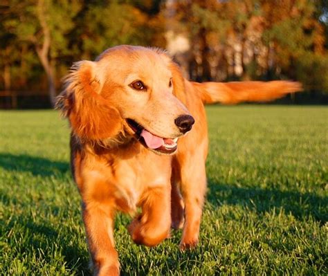 Spruce-Up Your Golden Retriever With a Summer Cut | Pet BLoG