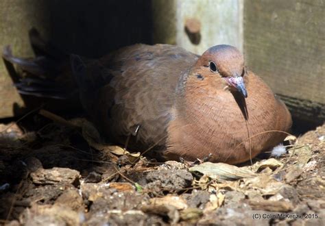 'Extinct' doves hatch at Birdworld | Discover Animals