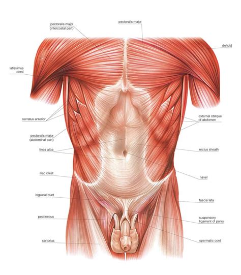 Muscles Of The Trunk Diagram - General Wiring Diagram