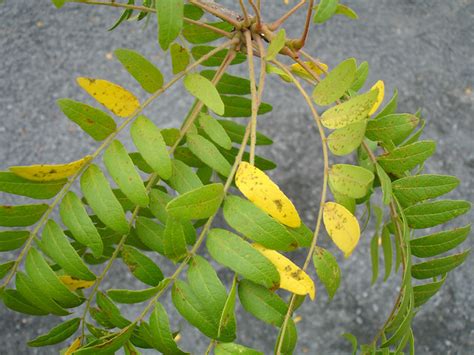 Locust tree leaves | Flickr - Photo Sharing!