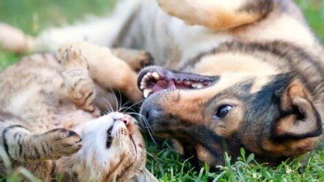 Petition · STOP animal cruelty and animal testing - United States ...