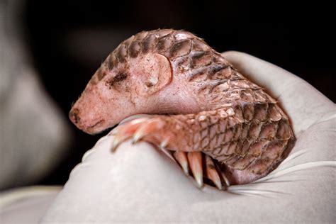 IT'S A FEMALE! A PANGOLIN IS BORN. THE FIRST ONE IN EUROPE - Czech ...